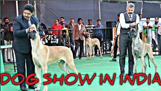 Dog Show In India || Great Dane || Rottweiler || Scoobers
