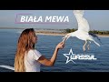 WASSYL - BIAŁA MEWA