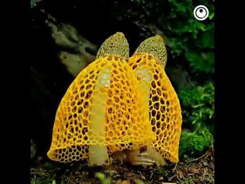 Timelapse Pertumbuhan jamur Tudung Pengantin(Phallus indusiatus)
