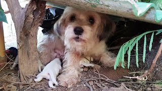 Shih Tzu Dog and Her Puppies Were Rescued from the Wood by a Kindhearted Man