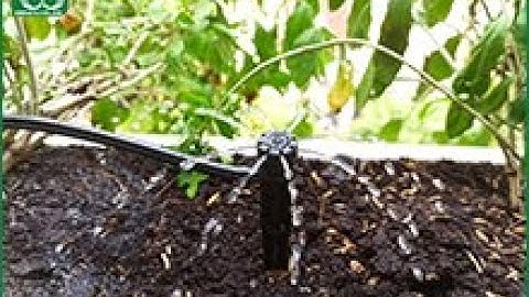 Hệ thống tưới cây tự động cho vườn rau trên sân thượng| tuoicay.com