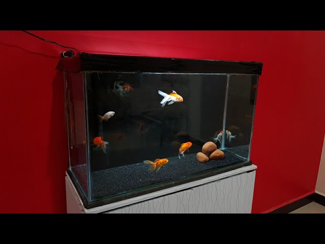 Oranda Goldfish Aquarium setup, Oranda,Ranchu and RedCap Goldfish tank  setup, 2.5 feet tank