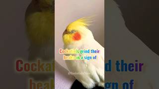 Understanding Cockatiel Behavior: Beak Grinding #cockatielscraze
