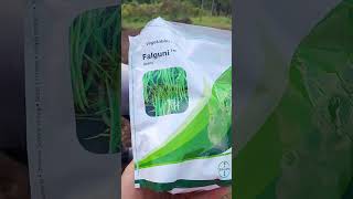 Preparing Soil French Beans