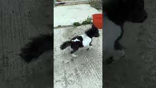 Small Horse Running Reality Stritch