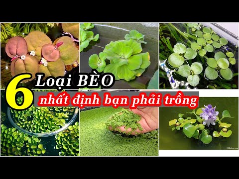 Video: 6 Cá cảnh phổ biến bạn cần tránh