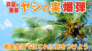 南国生活はヤシの木にご注意：ＩＴ＆ロボット＆感染症の文化人類学の研究者益田先生とコラボ！ライブ09