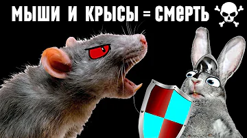 Как я уничтожаю мышей и крыс