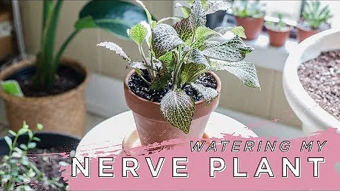 Nerve Plant Coming Back to Life | Sarah Barrett