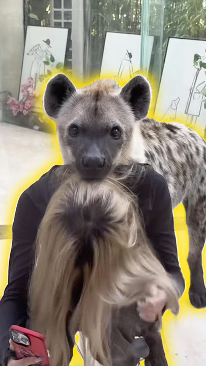 The Hyena That Just Wants Cuddles #animals #hyena #cute
