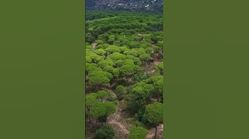 اللَّهُ الَّذي خَلَقَ السَّماواتِ وَالأَرض - القارئ عبدالرحمن مسعد