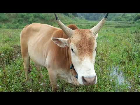 Video: Nqaim Pem Hauv Ntej Thauj Khoom Lub Tshuab Ntxhua Khaub Ncaws Mus Txog 40 Cm: Cov Qauv Siv Kab Rov Tav Zoo Tshaj Plaws