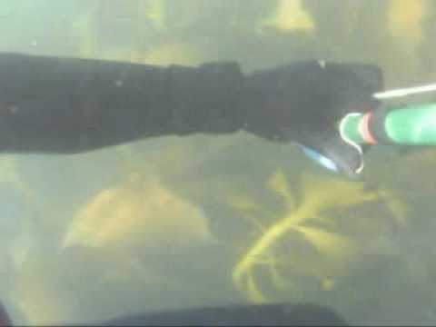 spearfishing-nz-loaf