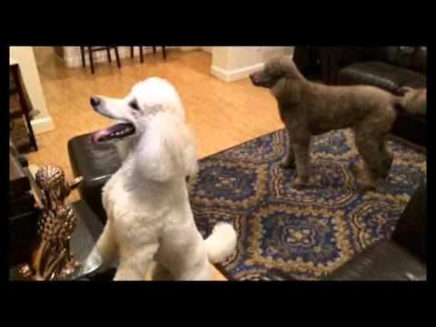 Standard poodles are smart. They prefer documentaries.