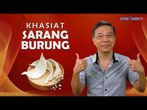 Video: Apakah sarang burung bisa basah?