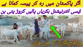 Dera Ghazi Khan Beautiful Breeds || International Makhi Cheena Goat Breed | Kakky Mundray | N B G F