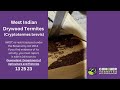 What do West Indian Drywood Termites look like?