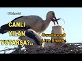 CANLI YILAN YUTARSA / Swallowed Live Snake