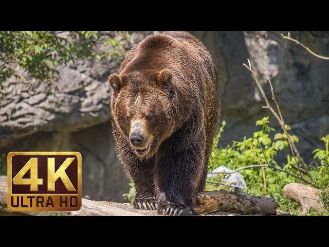 4K Ultra HD Video of Wild Animals - 1 HR 4K Wildlife Scenery with Floating Music class=