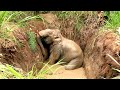 Helping hand to poor Elephant starving for day in an abandoned well