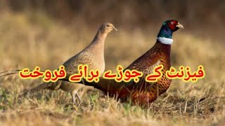 Pheasant Bird Available For Sale In Pakistan | Pheasant Bird | by Malik Hunter 147 views 9 days ago 8 minutes, 41 seconds