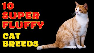 10 Super Fluffy Cat Breeds, You May Love To Cuddle screenshot 5