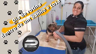 Como é trabalhar em um banho e tosa? Rotina de banho e tosa como fazer banho e tosa higiênica.