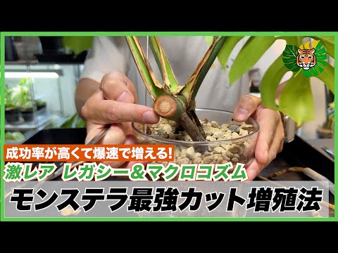 モンステラ】希少株のレガシーとマクロコズムをカット増殖!!最強の植え