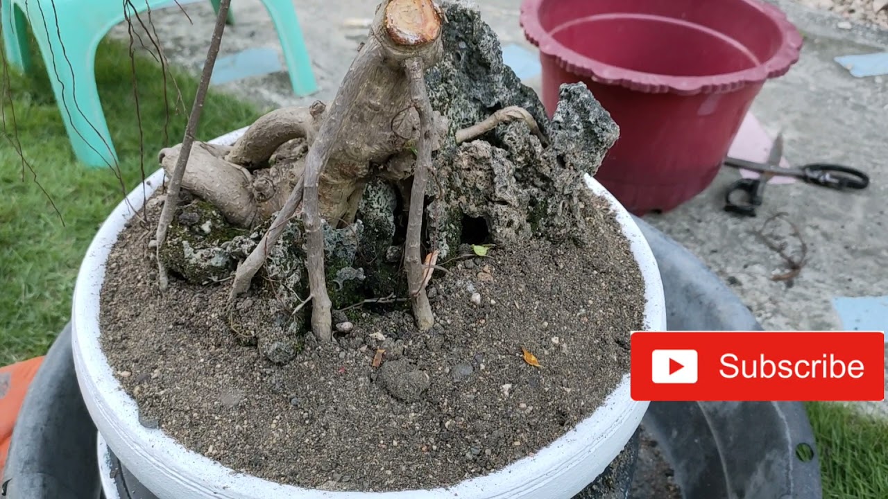 Repotting Rubber Plants & Bonsai YouTube