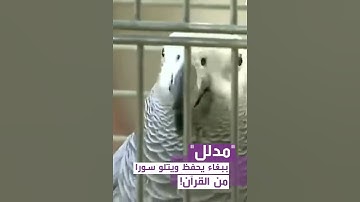 ببغاء حافظ سورة من القرآن