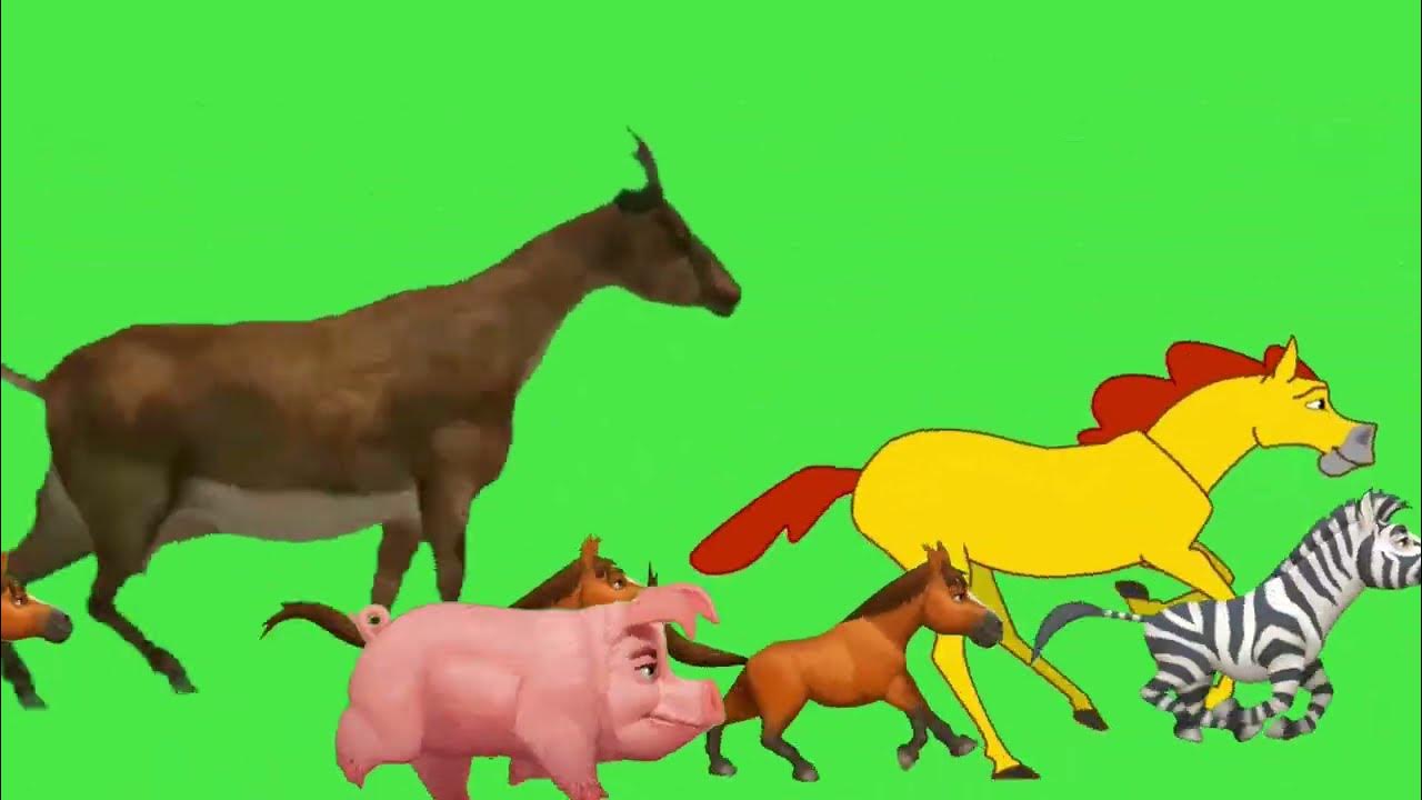 Animal running green screen Cartoon animal running video no copyright