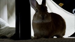 月うさぎアスカ先輩 Rabbit In The Moon 月うさぎアスカ先輩 Rabbit In The Moon