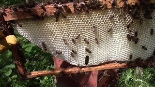Using Homemade Wax Foundation Sheets And Starter Strips (In Rose Bee Hives)