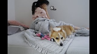 [Eng sub] My Corgi Doesn't Let Me Go To Sleep !!