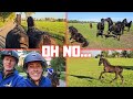 Bjarni&#39;s last time with Spidey, and now? | While driving I see it | Friesian Horses