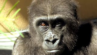 教育!チビゴリラは子作りの真似してる?!🌸Education! Baby gorilla is imitating "trying to have a baby" ?!【KyotoZoo京都市動物園