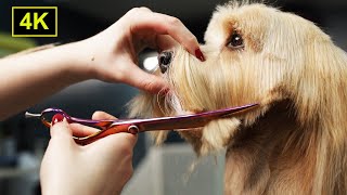 Cute Havanese Dog Grooming 4K (Scissors and Clippers Hairstyle) by Groom House Beauty 6,494 views 3 days ago 11 minutes, 26 seconds