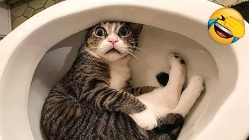 CATS: Masters of Crazy and Unpredictable Antics  😼 Funny Cat Videos 2025 😼 Try Not To Laugh😜 #8
