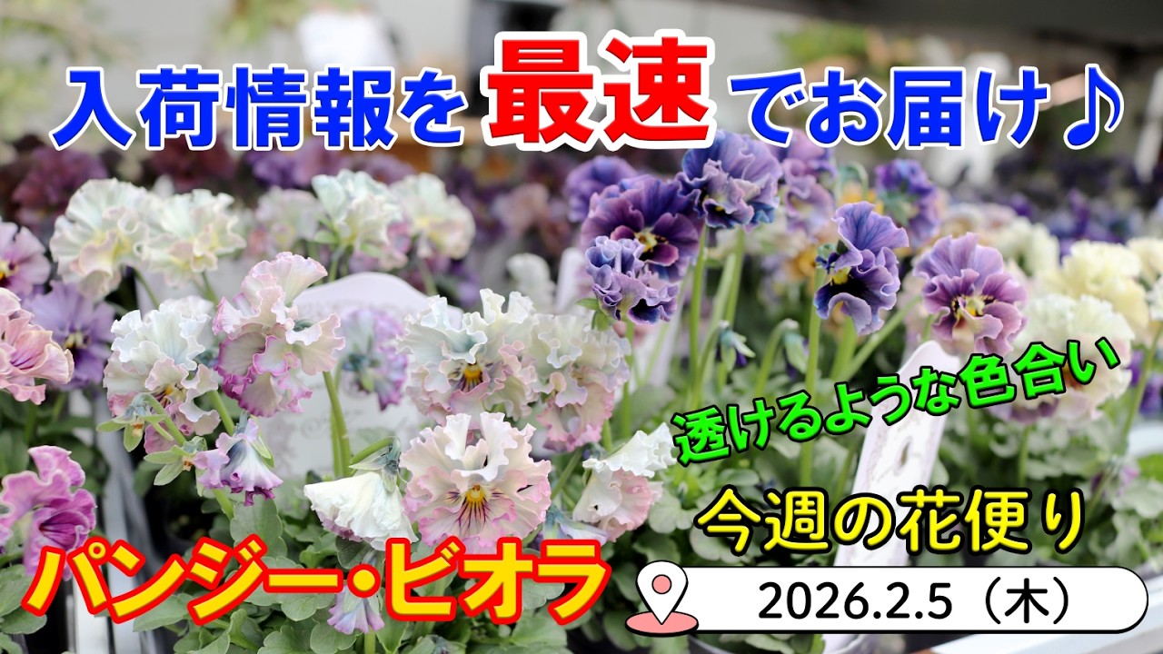 This Week's Flower Delivery #166 [February 5, 2026] Translucent