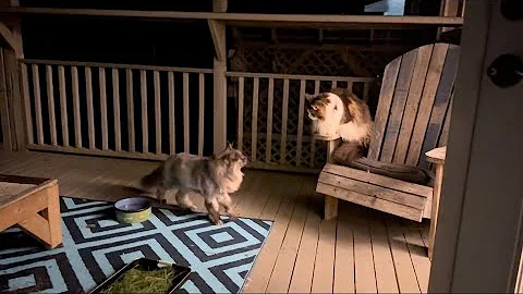 Video 3253211: mainecoon kitties catio, big fluffy mainecoon kitty, cute fluffy mainecoon kitties, cats pets animals family, cats funny pets animals