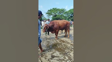 SAPI LEHER BETON #sapijantansuper  #sapilimosin #pasarsapi