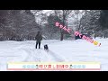 秋田犬虎毛パピーちゃん　雪の中で　楽しそう