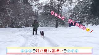 秋田犬虎毛パピーちゃん　雪の中で　楽しそう