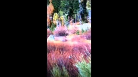 Why Your Sims 3 Crashes Or Glitches (Read Description)