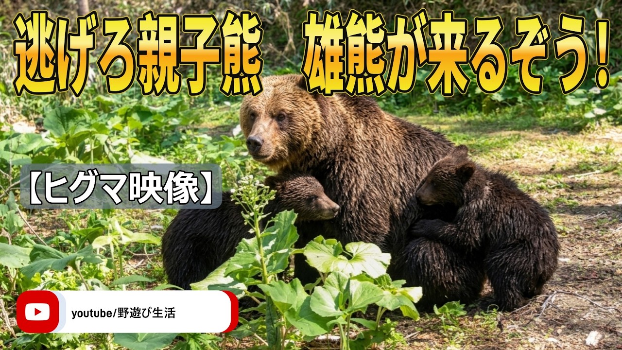 逃げろ親子ヒグマ 雄熊が来るぞお！ - YouTube