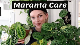 Maranta Plant Care + Propagation