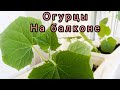 Огород на балконе, пересадила огурцы, что не так с грунтом?