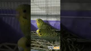 طائر البادجي   Budgie Birds طائر الحب ، عصفور الحب