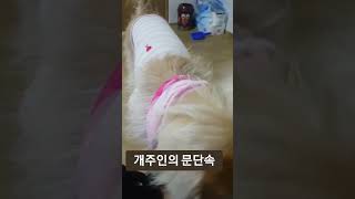 개주인의 문단속 #강아지 #브이로그 #놀이 #간식 #dog #puppy #funny #스즈메의 문단속