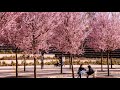 Розовая весна в парке Краснодар